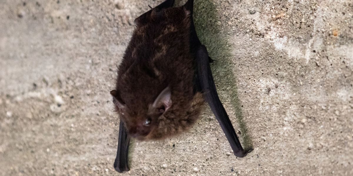 South American Bat Rediscovered after a Century - Vimarsana News