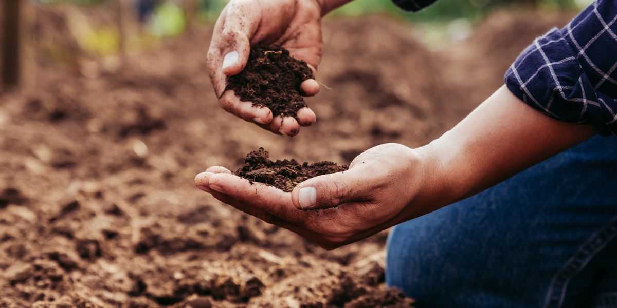 Soil Bacteria Prevail despite Drought Conditions - Vimarsana News