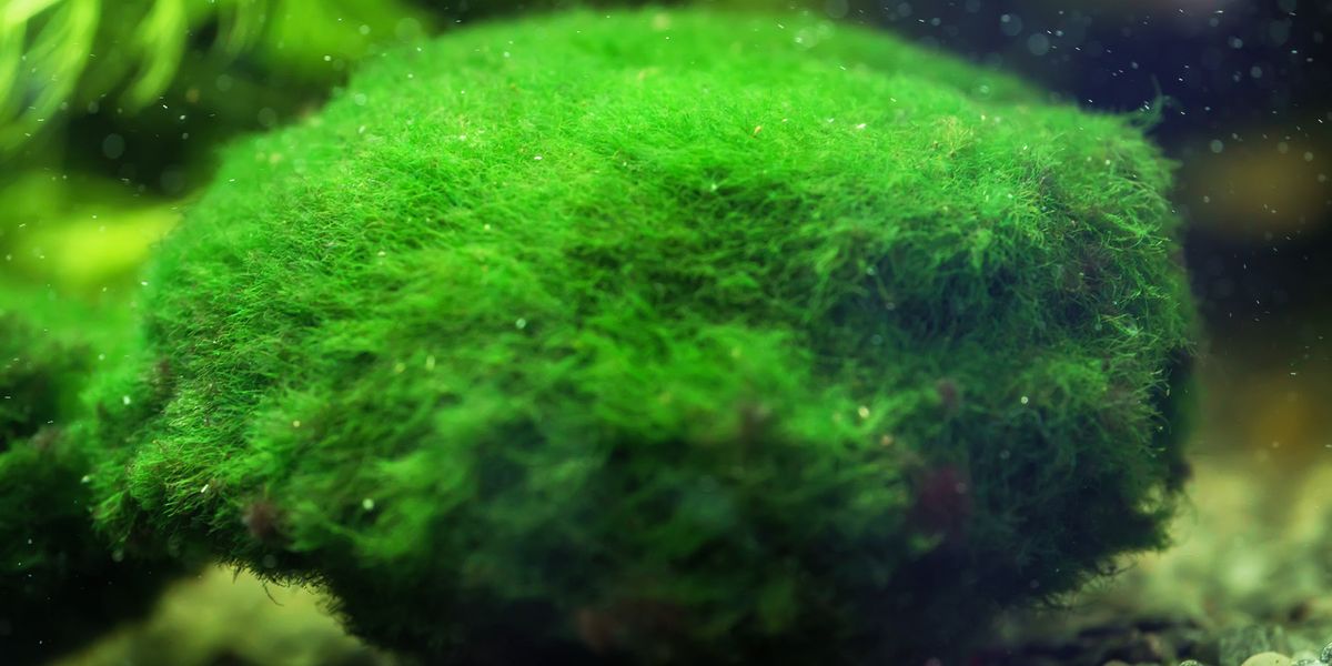 Unique Marimo Threatened by Rising Lake Temperatures | Lab Manager