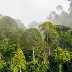 Tropical rain forest on a foggy day