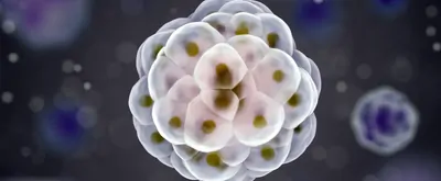3D render of an organoid