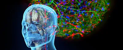 3D render of a human brain and organoid