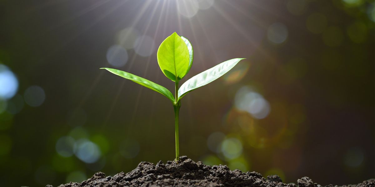 How Do Plants Determine Where the Light Is Coming From? | Lab Manager