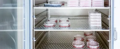 Inside CO2 incubator. Petri dishes and multiwell plates are placed on the stainless steel shelves