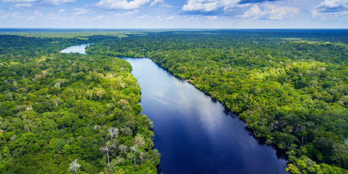 A New Map Showing All Above-Ground Biomass in the Brazilian Amazon - Vimarsana News