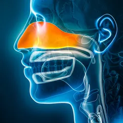 Computer image of human nasal cavity