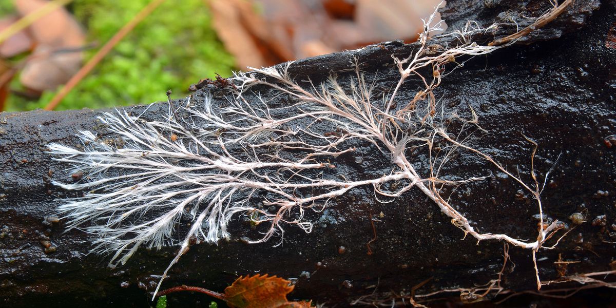 https://cdn.labmanager.com/assets/articleNo/31688/aImg/56548/the-underground-network-decoding-the-dynamics-of-plant-fungal-symbiosis-l.jpg