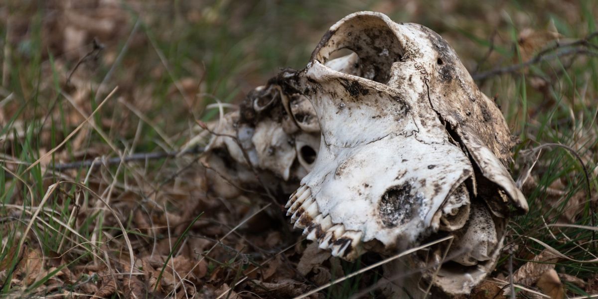 Groundbreaking Study on Decomposing Microbes Could Transform Forensic Science - Vimarsana News