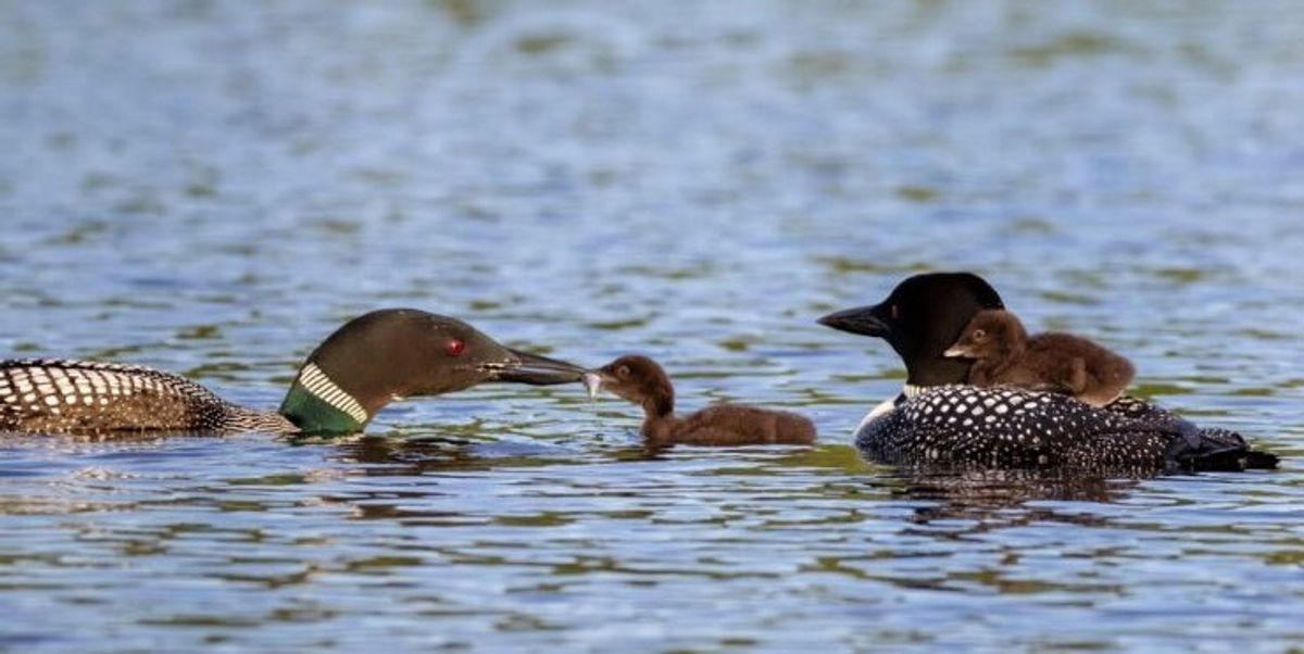 Common Loons Threatened by Declining Water Clarity - Vimarsana News