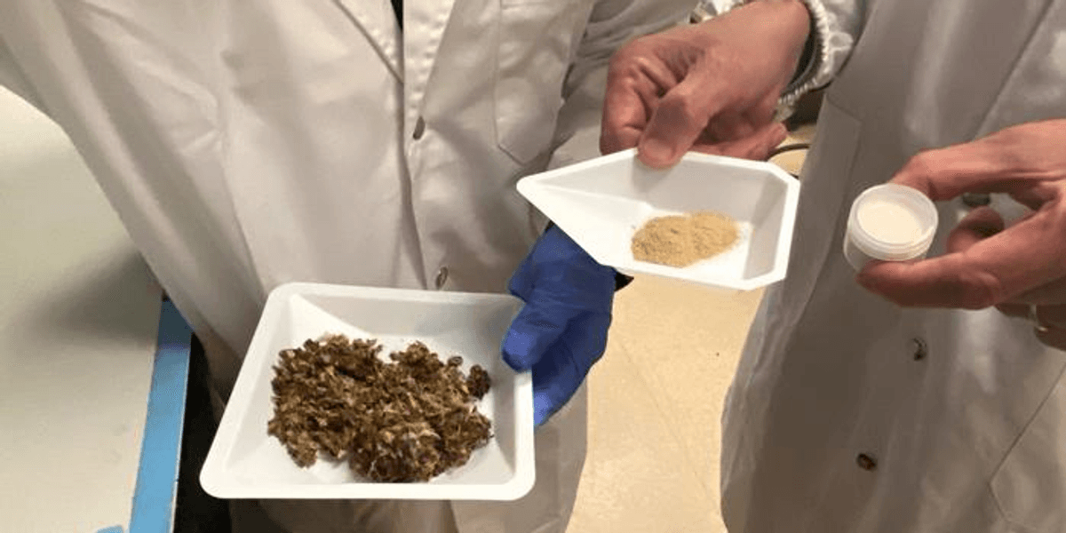 Newly Developed Method to Extract Useful Proteins from Beer-Brewing Leftovers - Vimarsana News