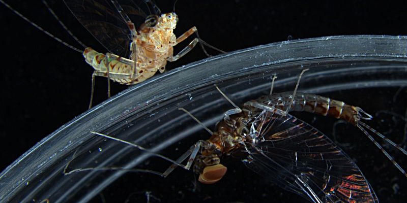 Evolution’s Recipe Book: How ‘Copy-Paste’ Errors Cooked Up the Animal ...