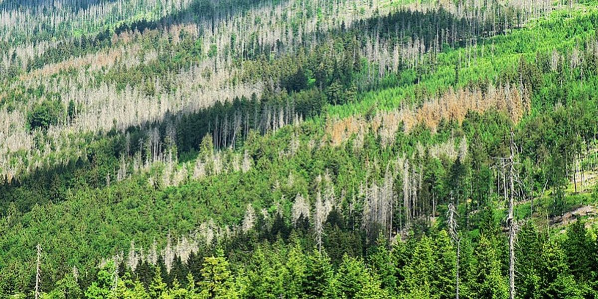 How Can Forests Be Reforested in a Climate-Friendly Way? | Lab Manager