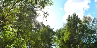 a low-angle view of morning sunlight shining on lush green trees at the edge of a forest