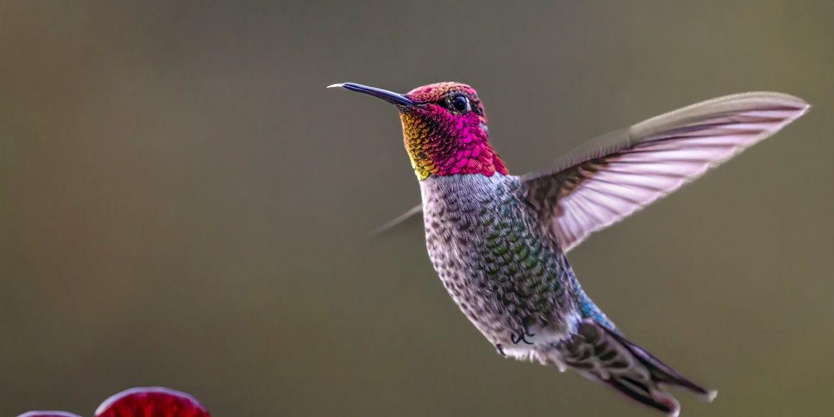mountain Hummingbird （サオ） The Giant Hummingbird of Western
