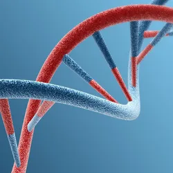 Computer image of DNA, color coded in red and blue, on a blue background