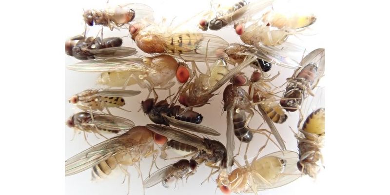 Hundreds of New Genome Sequences Fill Gaps in the Fruit Fly Tree of