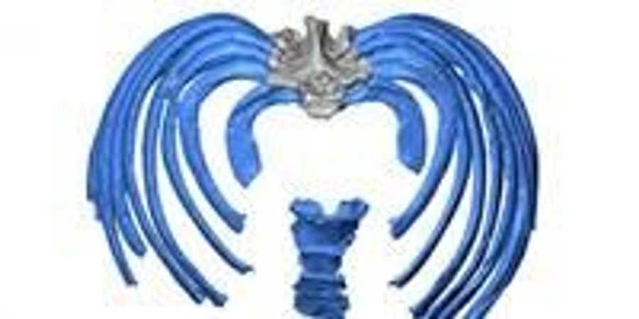 Study Reconstructs Neandertal Ribcage, Offers New Clues to Ancient ...