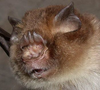 Bat Color Vision