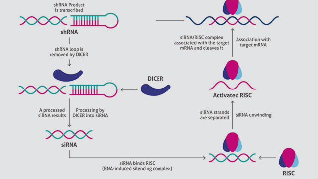 Figure 1: Transfection and culture