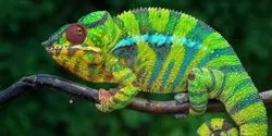 a green chameleon on a branch, these color-changing lizards are natural masters of nanotechnology