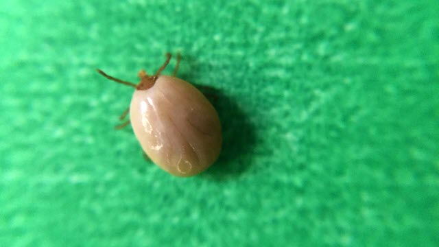 tick-diseases
