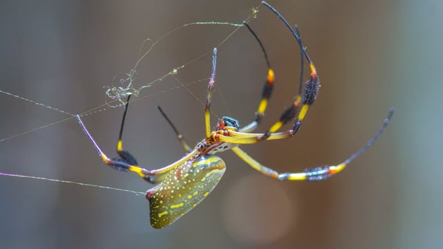 spider-milk