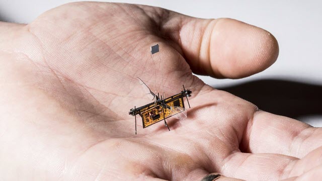 insect-robots