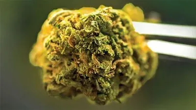 Cannabis Testing: Standardizing Methods