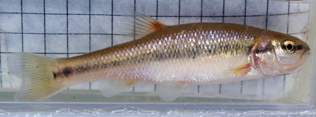 urbanfish