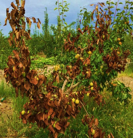 Fire Blight in Pear Tree