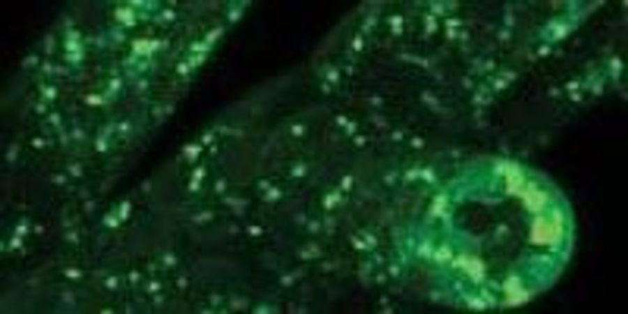 Could Eating Moss Be Good for Your Gut? | Lab Manager