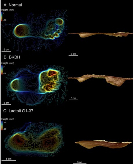 Evidence that Human-like Walking Mechanics Evolved Before the Genus Homo