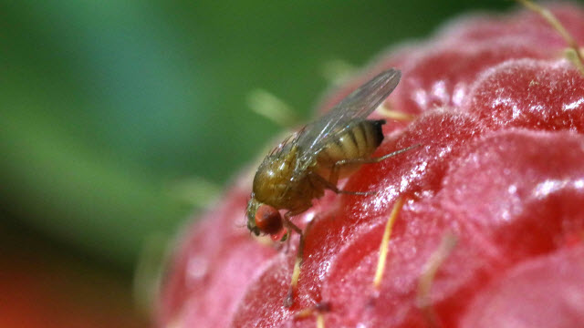 Drosophila suzukii