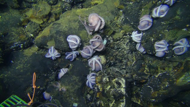 Group of brooding octopuses on the ocean floor