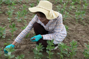 Faba Researcher in Field