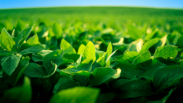 soybean field