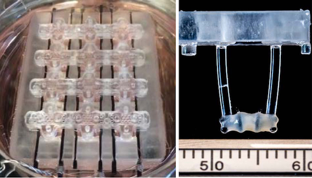 Early stimulation improves performance of bioengineered human heart cells