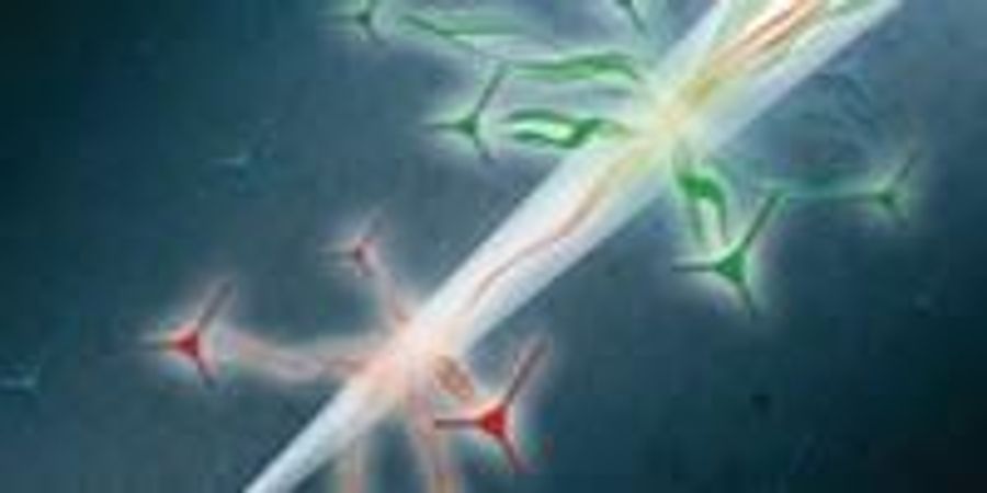 Scientists Develop a New Method to Detect Light in the Brain | Lab Manager