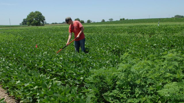 Weeding Soy Row 