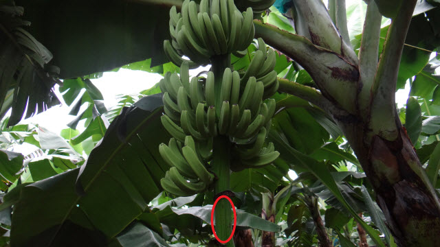 banana plant