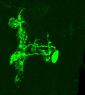 Down-And-Back Neuron