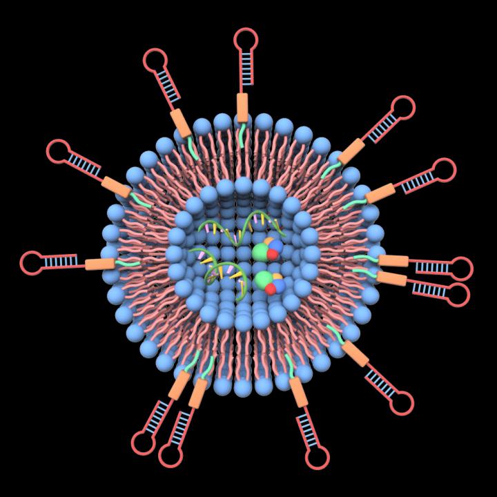 This image shows ligands-grafted extracellular vesicles as drug delivery vehicles.