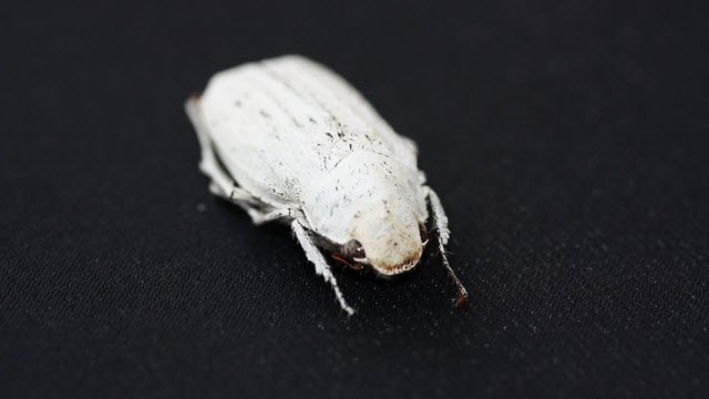 Cyphochilus beetle