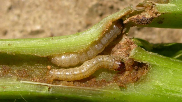 European Corn Borer