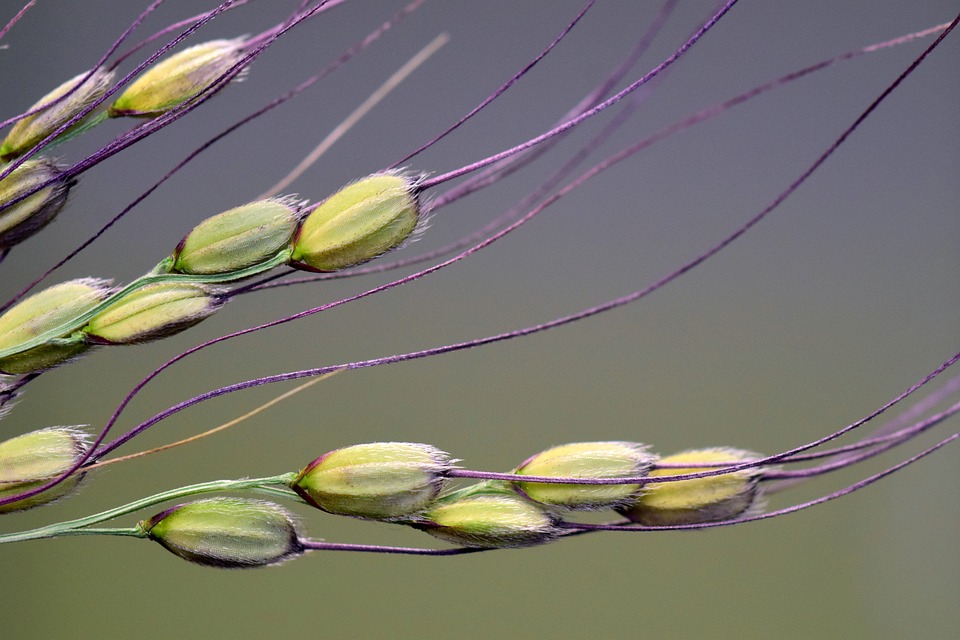 Rice Grains