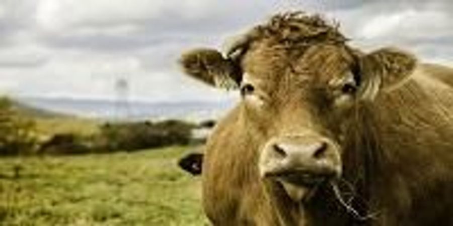 Manure Could Heat Your Home | Lab Manager