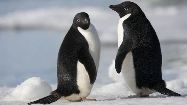 Adelie penguins