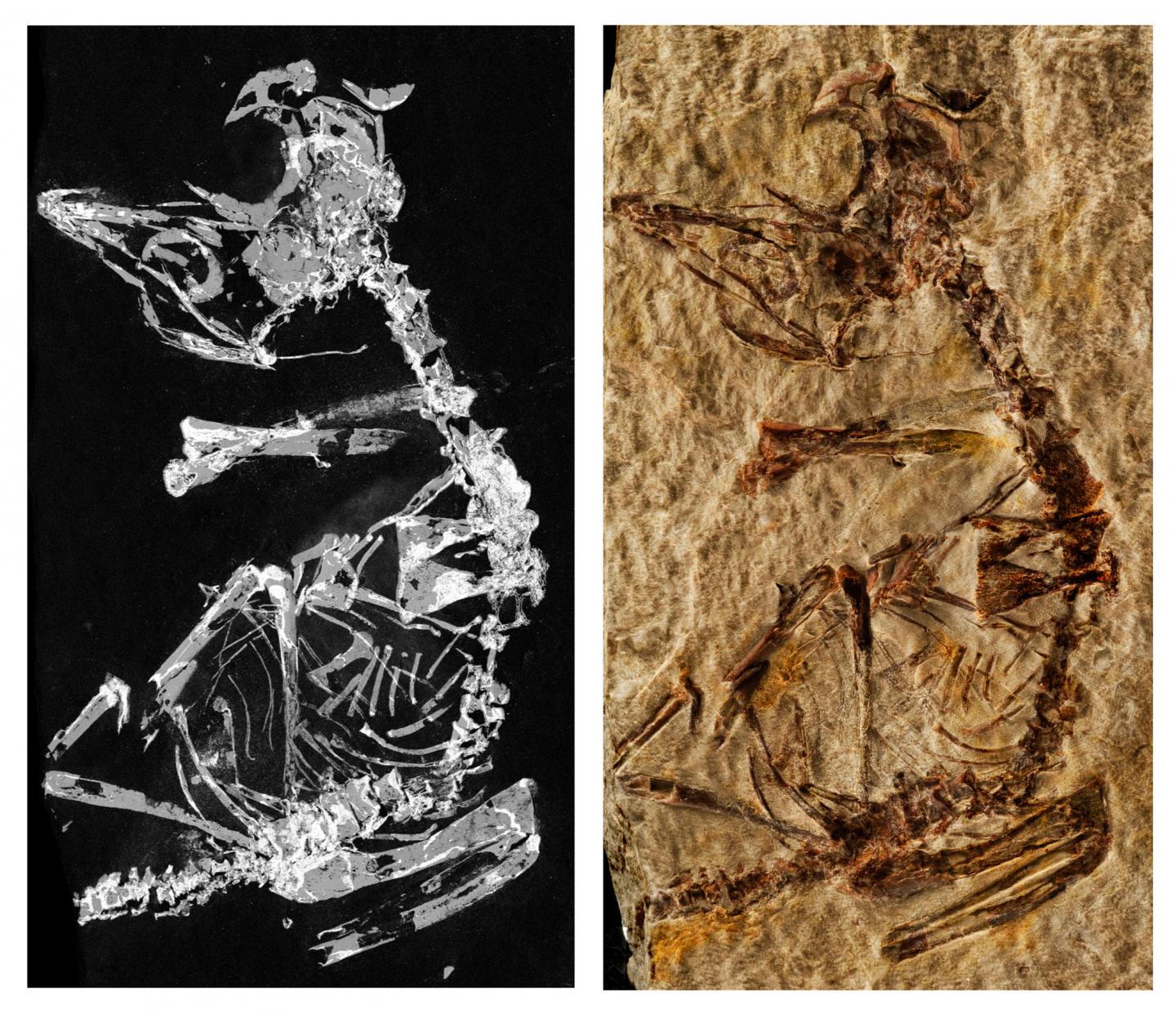 Phosphorous mapping image and photo of fossil.