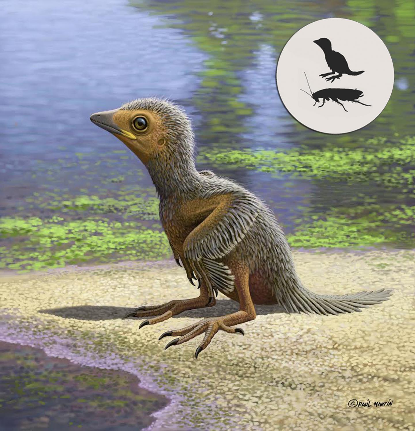Artist impression of Enantiornithes