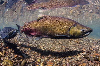 short Chinook salmon